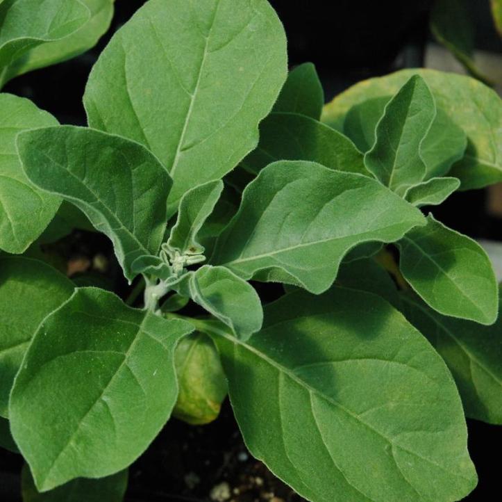 Ashwagandha_e79d6d6c-21aa-4c22-876f-928ff8554738_2000x