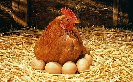 Egg-Laying-Chicken-e1501693493605