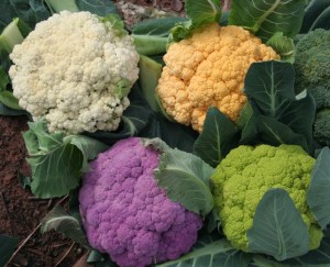 IMG_8772_cauliflower-1024x830