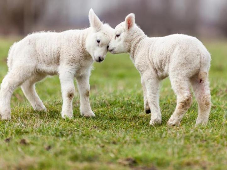 1528725513259.jpg--sheep_farmers_enjoy_great_prices