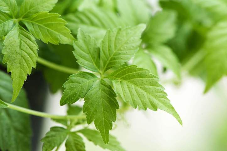 Gynostemma_Leaves_1400x