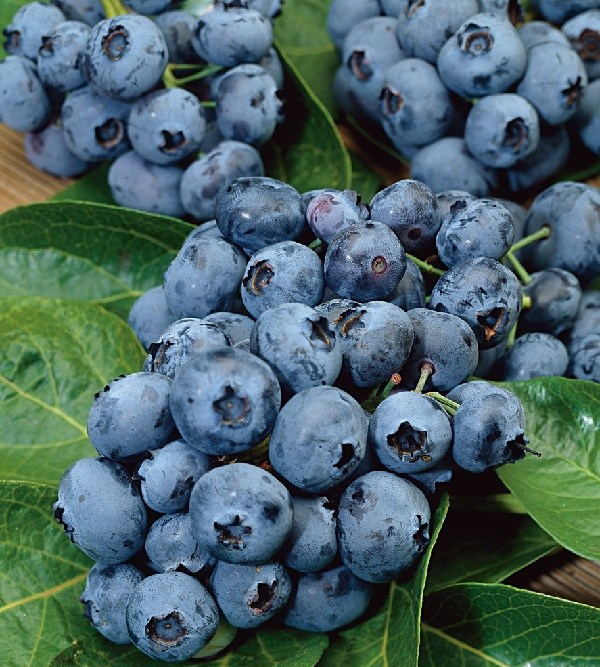 Blueberry-Blast_172228_2