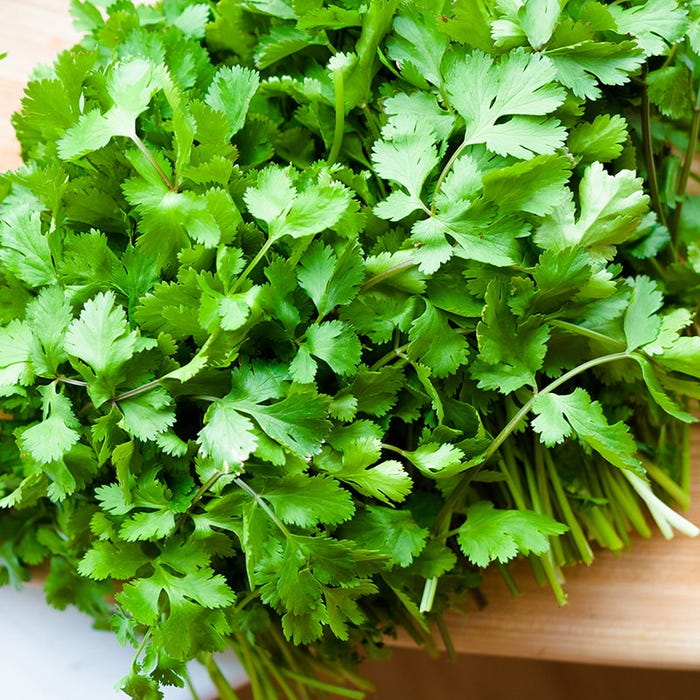 cilantro-coriander
