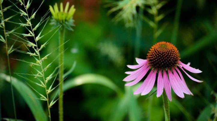 echinacea-1296x728-feature