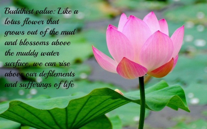 pink-lotus-and-green-leaves-top-hd-wallpaper