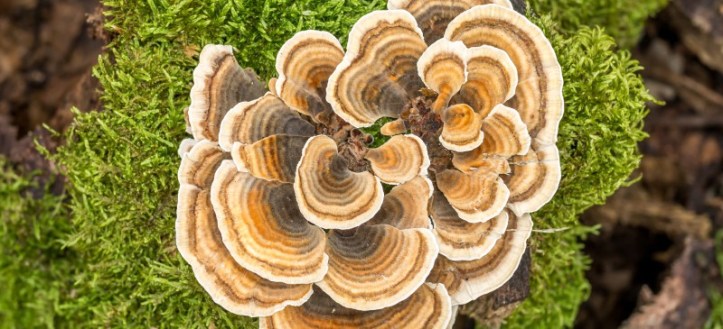 TurkeyTail